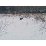 Собака - 17.jpg